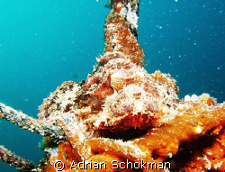 Can u Spot me.... Found this Scorpion Fish Nestled Relaxi... by Adrian Schokman 